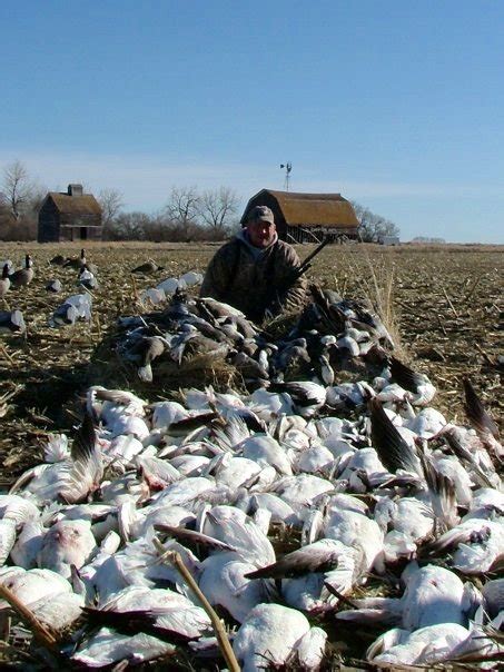 north dakota spring snow goose hunting 34567 - Ramsey Russell's GetDucks.com