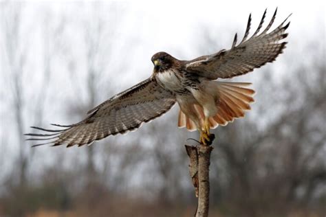 Hawks In Ohio: The 9 Common Types To Look For