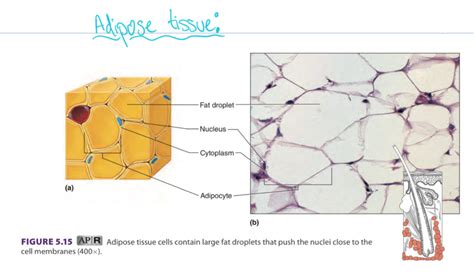 Loose Adipose Tissue Diagram | Quizlet