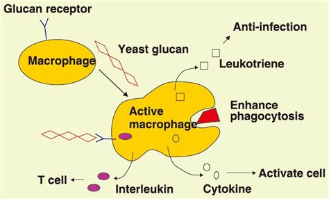 How to choose beta-glucan with the best immunity-enhancing activity ...