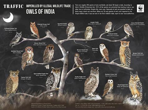 Who’s Hoo? How to identify owls in illegal wildlife trade this ...