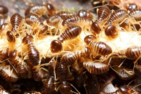 Best Termite Control Methods In Orange County - robo-cleaner