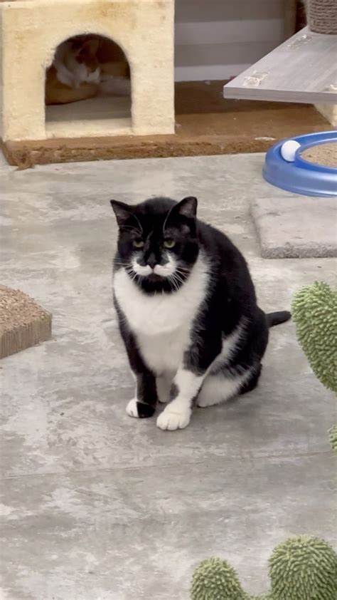 Mario is hanging out in the open 🥸😻🐾 ️ #mario #mustache #toocute #itsmemario #furball #catlovers ...