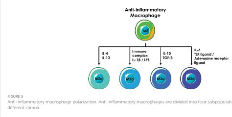 Figure 1 from The generation, activation, and polarization of monocyte ...