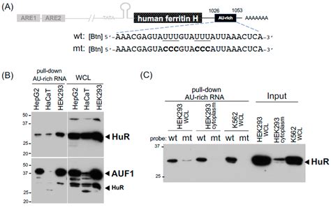 Arl3 Pull-Down Activation Assay Kit NewEast Biosciences