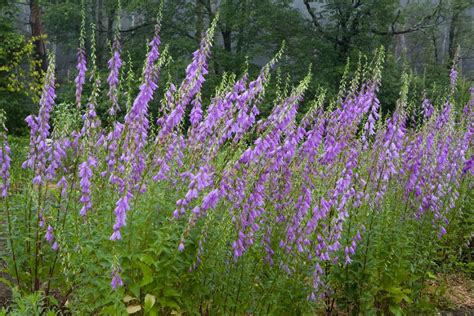 purple wild flowers.jpg (3 comments) Hi-Res 720p HD