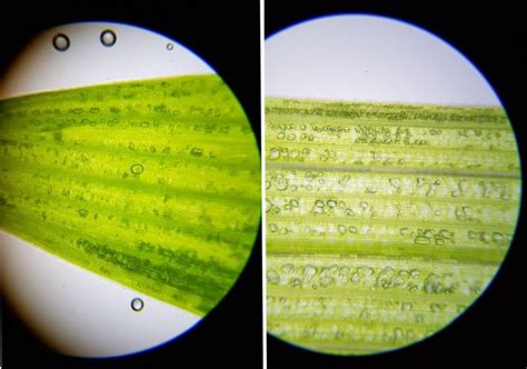 What Does Grass Look Like Under a Microscope? » Microscope Club