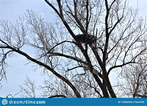 Bald Eagle nest stock photo. Image of adult, beak, feather - 172602262