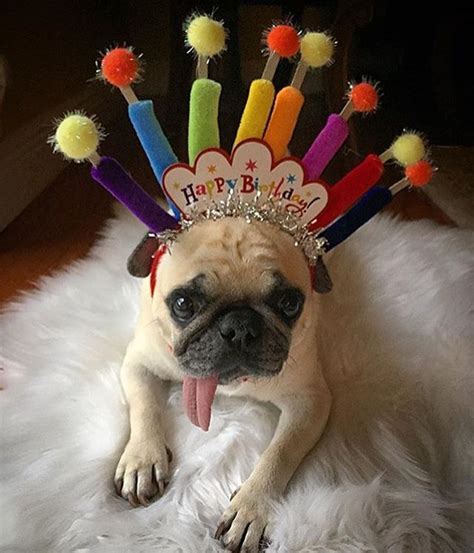 Best 25+ Happy birthday pug ideas on Pinterest | Pug birthday meme, Happy birthday wishes msg ...