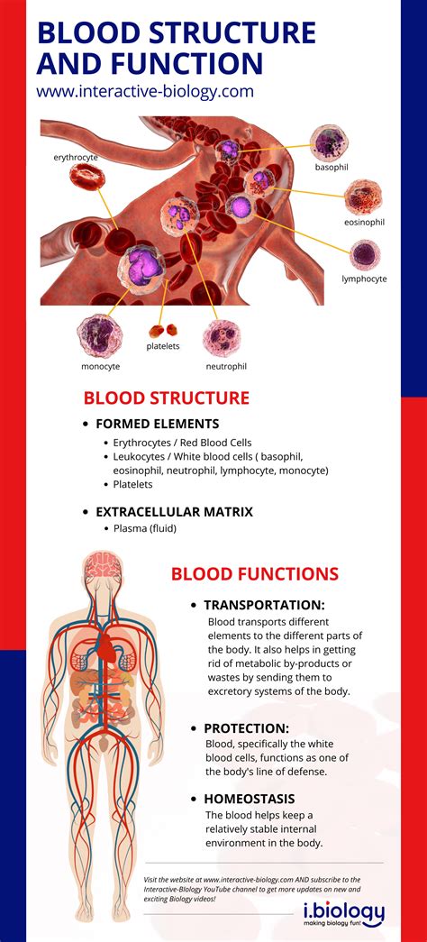 Blood Structure and Its 3 Main Circulatory Functions in the Body ...