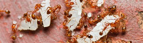 Fire Ants Information | Cook's Pest Control