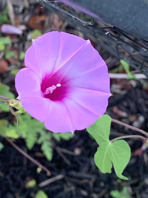 Is this Morning Glory or a weed? This has started randomly growing in my flower bed, not sure ...