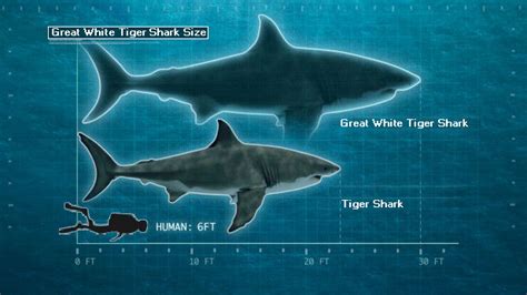 Great White Tiger Shark by DonaldMoore909 on DeviantArt