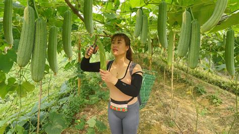 Harvesting the melon fruit goes to market sell, crowded countryside ...