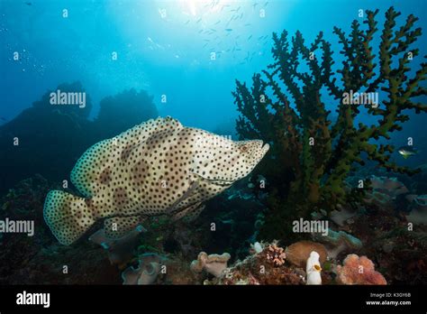 Barramundi Cod, Cromileptes altivelis, Great Barrier Reef, Australia Stock Photo - Alamy