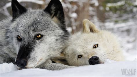 Wolf conservation center on – Artofit