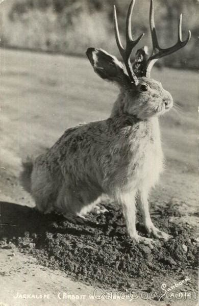 A Jackalope (Rabbit with Horns) Other