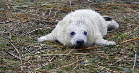 Grey Seal Pups on the Beach Stock Photo - Image of pups, natural: 302152392