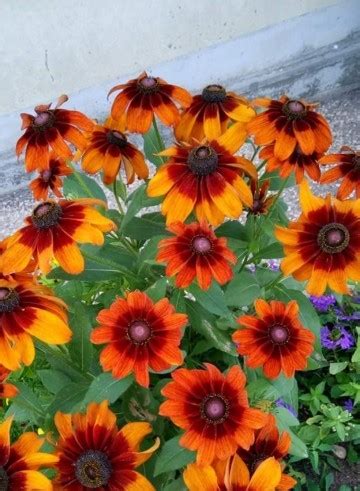 Coneflowers Care (Watering, Fertilize, Pruning, Propagation) - PictureThis