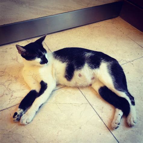 Pregnant #cat | Cats, Animals, Pregnant