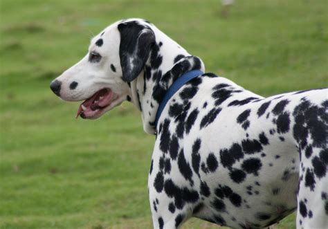 Dalmatian Information - Dog Breeds at thepetowners