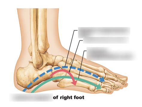 labeling bones: arches of the foot Diagram | Quizlet