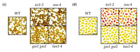 Endosperm elimination is key for seed longevity and permeability. (a)... | Download Scientific ...