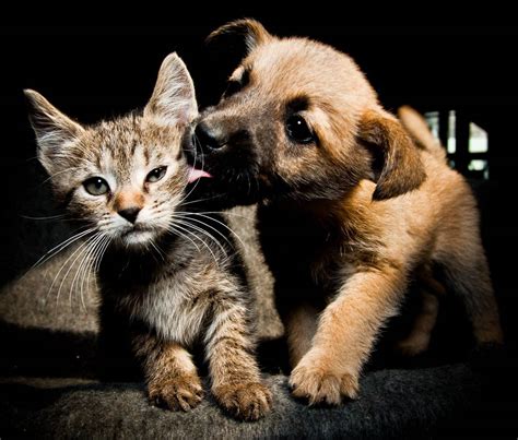 imponer Preconcepción Abultar como juntar a dos gatos Preocupado Tubería Bolsa