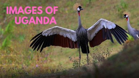 Crowned Crane : Uganda National Bird - YouTube