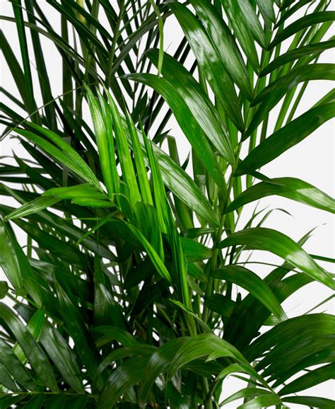 Buy Large, Potted Bamboo Palm Indoor Plant | Bloomscape