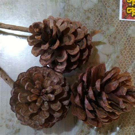 PINE CONE / BLUE PINE at Rs 1/kilogram | Pine Cones in Padappai | ID ...