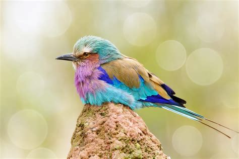 Wallpaper : colorful, birds, animals, bokeh 2560x1708 - WallpaperManiac - 1150490 - HD ...