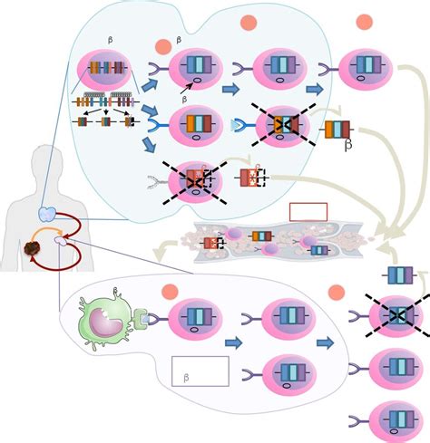 Schematic summarizing T cell maturation and life-cycle a Pro-T cells... | Download Scientific ...