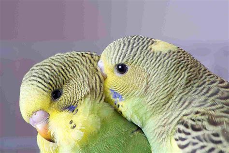 8 Top Friendly Pet Bird Species