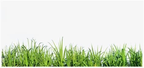 Tall Grass Nature - Transparent Background Grass Png Transparent PNG ...