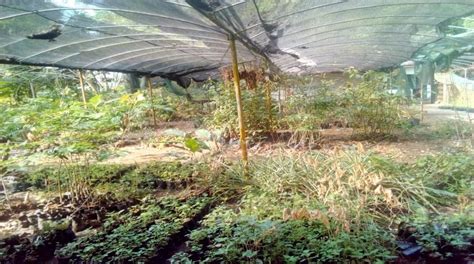 The nature of the nursery structure of the Limbe Botanic Garden ...