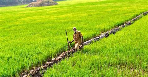 A group of farmers is working to bring paddy cultivation back to Kerala by tapping into fallow land