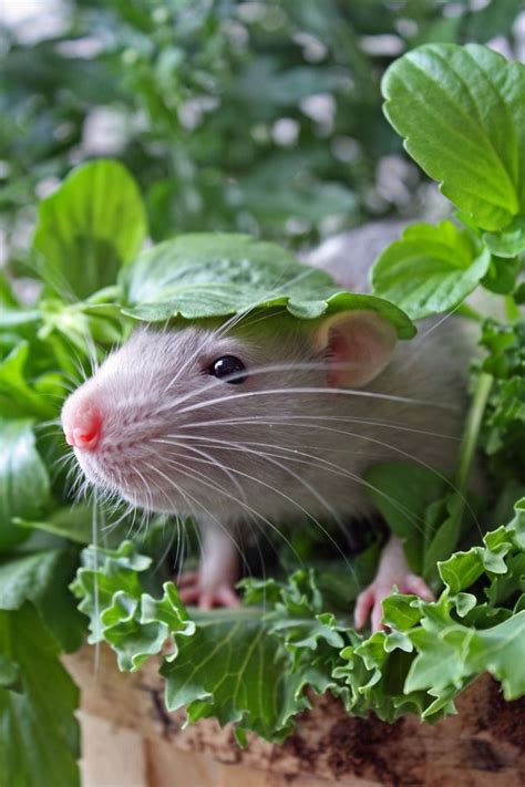 To celebrate World Rat Day, we've decided to show you that pet rats can be the cutest animals ...