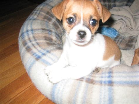 Jack Chi (Jack Russell Terrier x Chihuahua Mix) Info, Temperament, Pictures