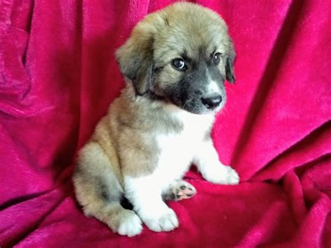 Anatolian Shepherd Puppies For Sale | Tucson, AZ #306113