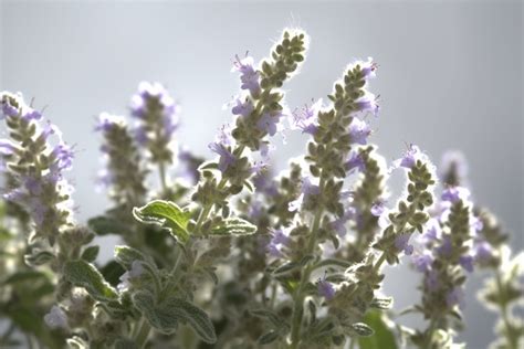 Catmint Flower Meaning, Symbolism & Spiritual Significance - Foliage ...