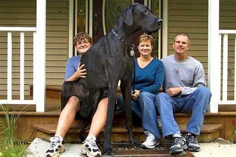 World’s Tallest Dog, Zeus, Dies at Age Five - LIFE WITH DOGS