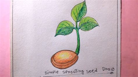 How TO draw sprouted seeds/Draw sprouting seeds easy/sprouteding seed drawing - YouTube