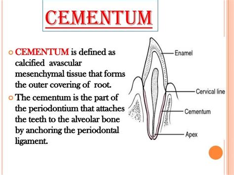 Cementum