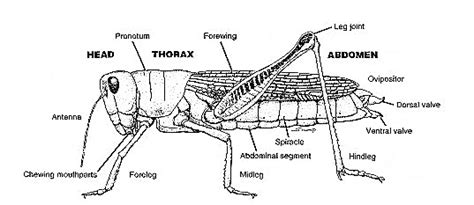 Grasshopper Anatomy Diagram | Quizlet