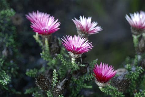 Flower Gallery :: Asteraceae :: DSC_9229