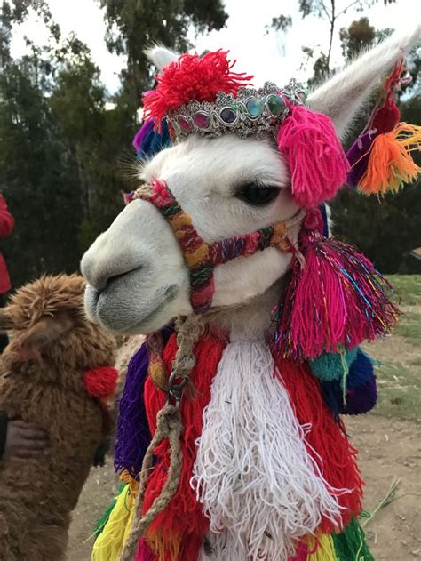 Llamas at peru | Llama pictures, Llama, Cute alpaca