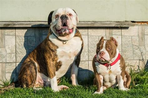 American Bully vs American Bulldog: Which Breed Is Right for You? - OATUU