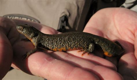 Great Crested Newt Facts and Pictures