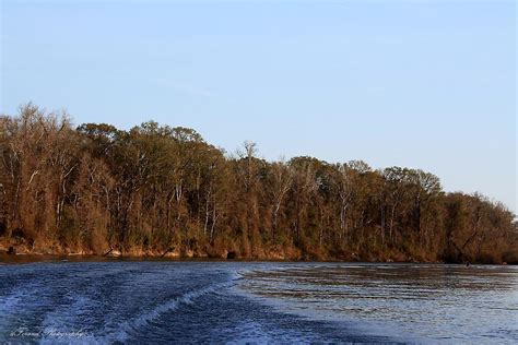 Apalachicola River Photograph by Debra Forand - Fine Art America